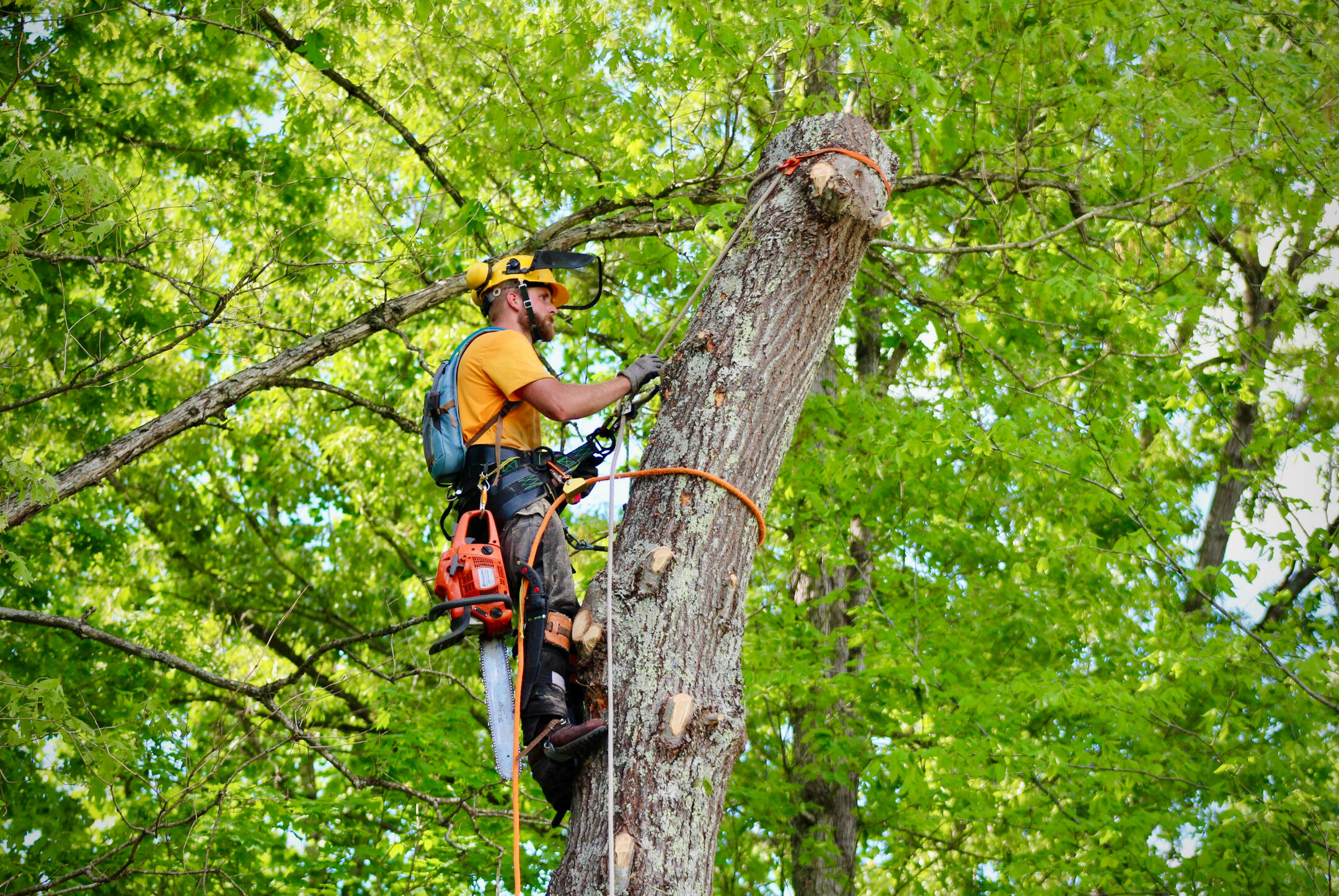 Lock Tree Service Lumber John's Tree Service